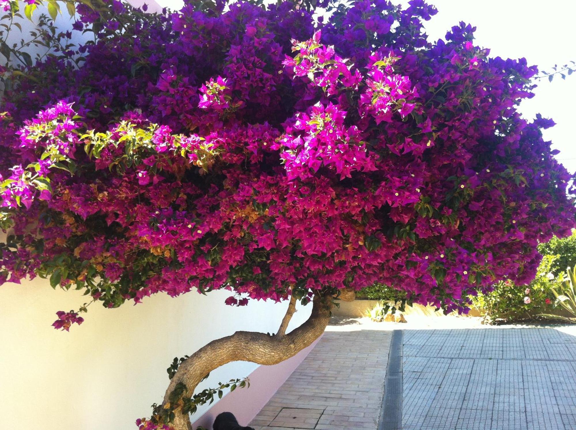 Casa Do Cabo De Santa Maria Hotel Sagres Exterior photo